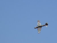 IMG_6234.JPG